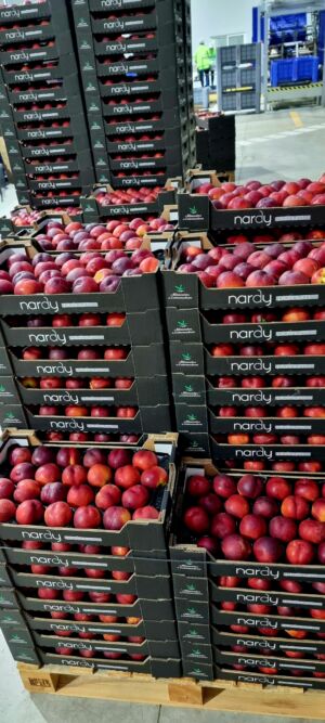 Nectarina alveolo 4kg Nardy