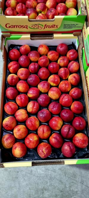 Nectarina alveolo 6kg Garrosa