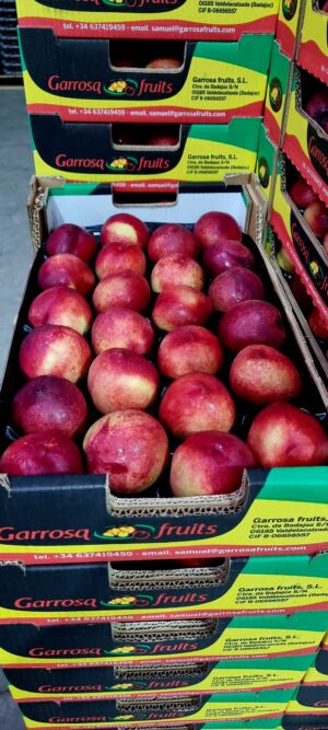 Nectarina alveolo 6kg Garrosa