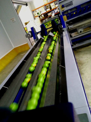 Volcado de pera ercolini