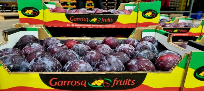 Ciruela negra en Garrosa