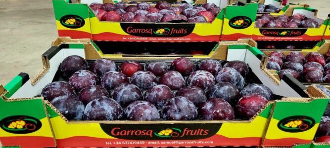 Ciruela negra en Garrosa