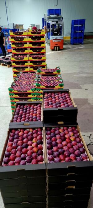 Ciruela roja alveolo celulosa 6kg