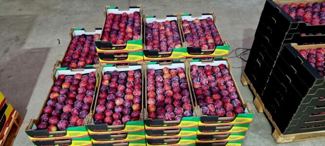 Ciruela roja alveolo 4kg Garrosa