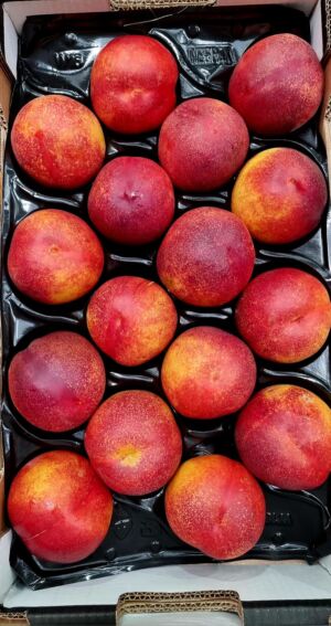 Nectarina extra alveolo 4kg