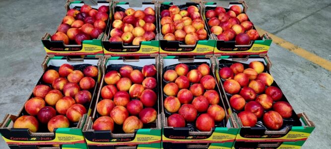 Nectarina alveolo 4kg Garrosa