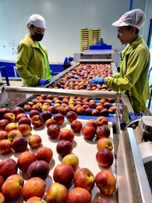 Volcado de nuestras nectarinas