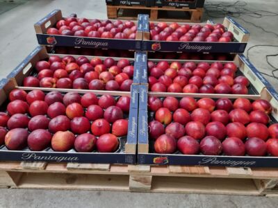 Nectarina alveolo 4kg Nardy