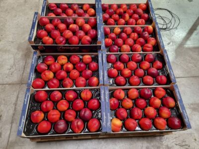 Nectarina alveolo 4kg para uno de nuestros clientes.