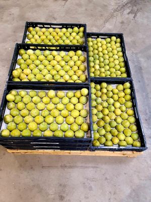 Ciruela amarilla alveolo 6kg celulosa