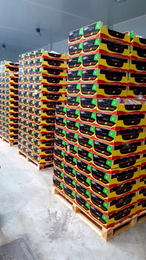 Proceso de paletización