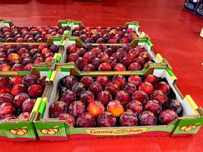 Ciruela alveolo 4kg con stikers marca Garrosa