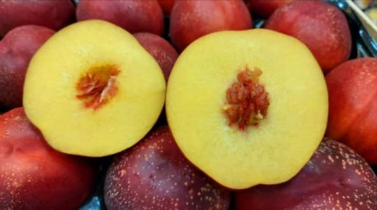 Nectarina en su llegada a destino