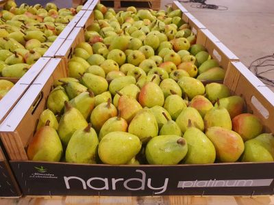 Pera Ercolini encarada 9kg