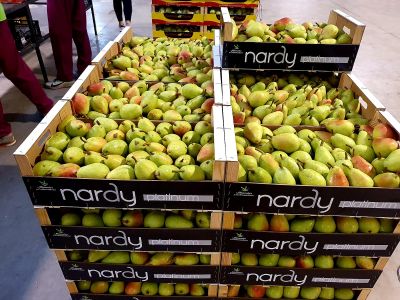 Pera Ercolini encarada en nuestra marca Nardy