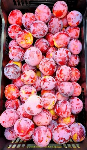 Ciruela roja con pruina para nuestro mercado polaco