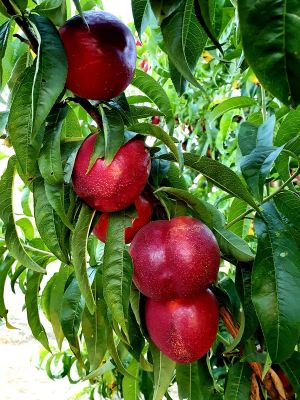 Nectarinas en campo