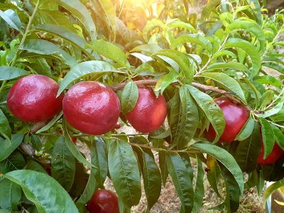 Nectarinas en campo