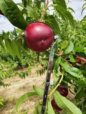 Observando el calibre que van cogiendo nuestras nectarinas