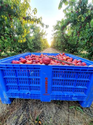 Recolección en nuestras fincas