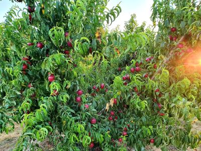 Nuestra plantación en plena producción