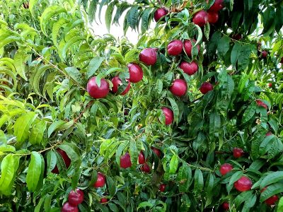 PHOTO-2021-08-04-11-49-11