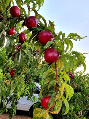 PHOTO-2021-08-04-11-49-12