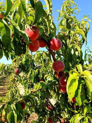 PHOTO-2021-08-04-11-49-14