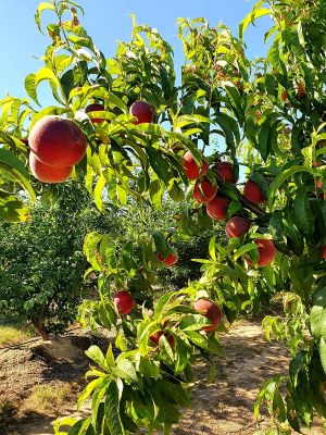 PHOTO-2021-08-04-11-49-15