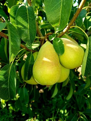 Pera Ercolini en campo