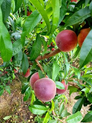 PHOTO-2021-08-04-11-49-31