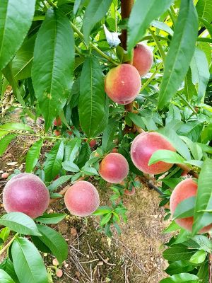 Melocotones en campo