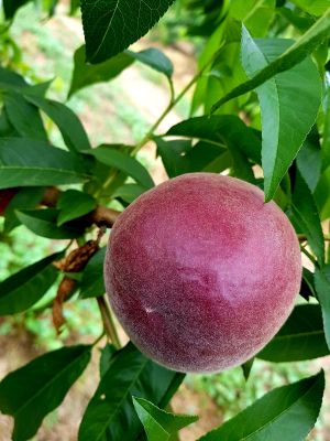 Melocotón en campo