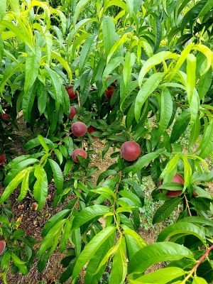 Melocotones en campo