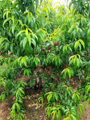 Melocotones en campo