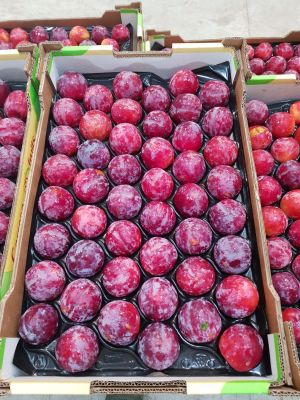 Ciruela roja alveolo 6kg Garrosa