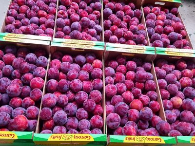 Ciruela roja granel 9kg Garrosa