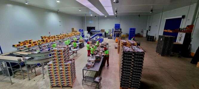 productores y exportadores de fruta en hueso en España